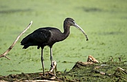 Glossy Ibis in the water with algae