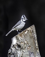 A Bridled Titmouse in Arizona