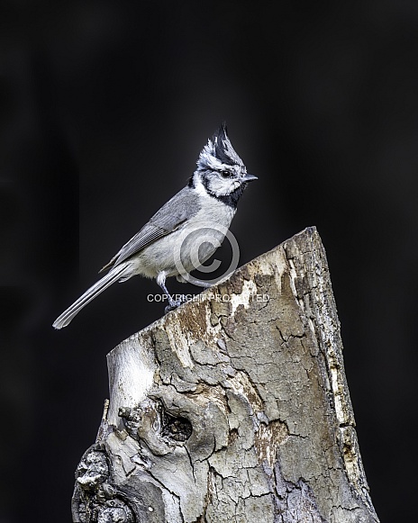 A Bridled Titmouse in Arizona