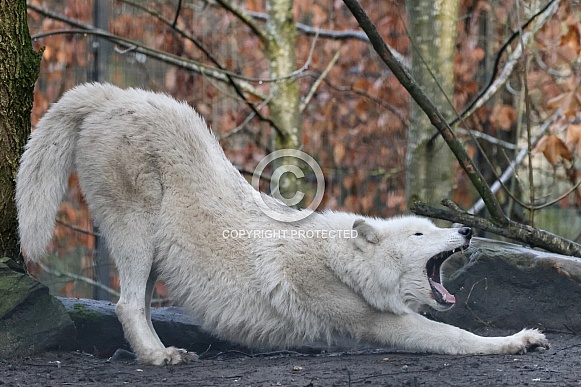 Hudsonbay wolf