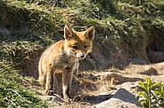 Red fox cub/cubs in nature