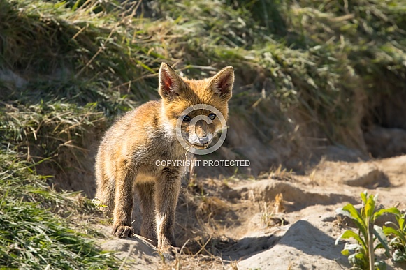 Red fox cub/cubs in nature