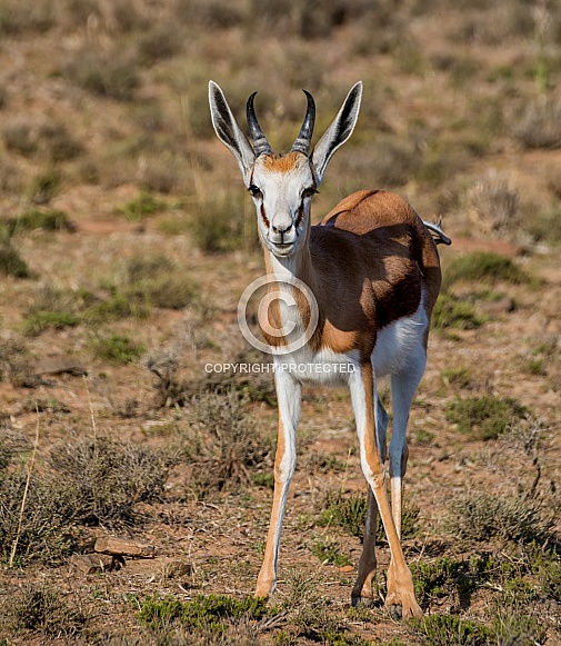Springbok