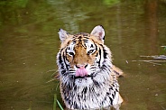 Siberian tiger