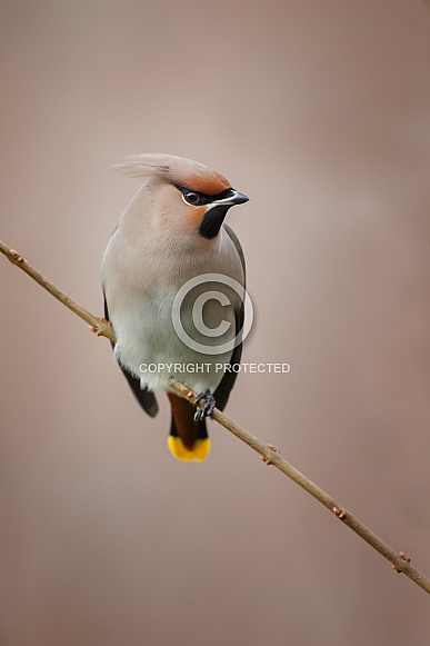 The Bohemian waxwing (Bombycilla garrulus) The Bohemian waxwing (Bombycilla garrulus)