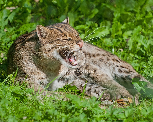 fishing cat