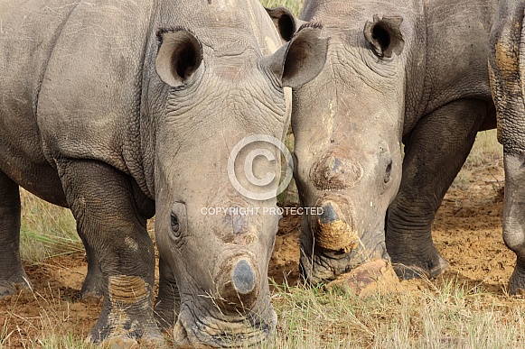 Rhino siblings in the wild
