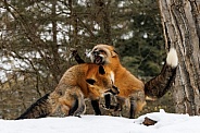 Fox--Red Fox