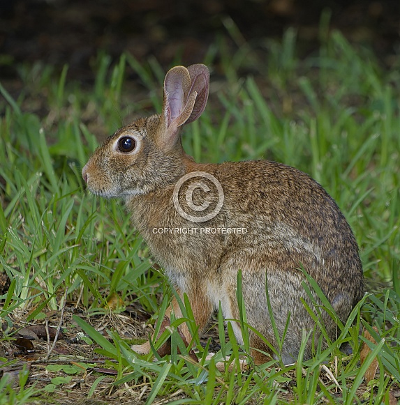 Marsh Rabbit