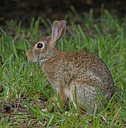 Marsh Rabbit