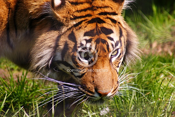 Sumatran tiger