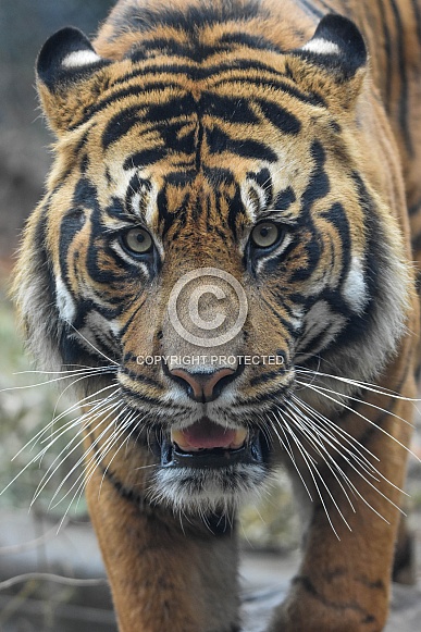 Sumatran Tiger