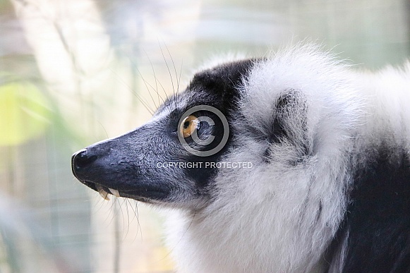 White-ruffed Lemur White-ruffed Lemur