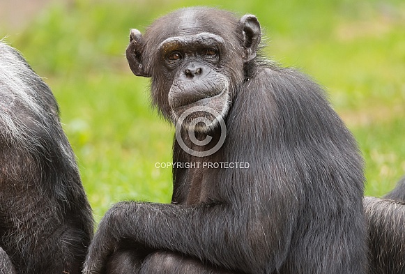 Chimpanzee Chimpanzee