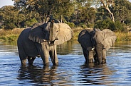 African Elephants - Khwai River - Botswana