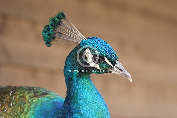 Peacock (Male)