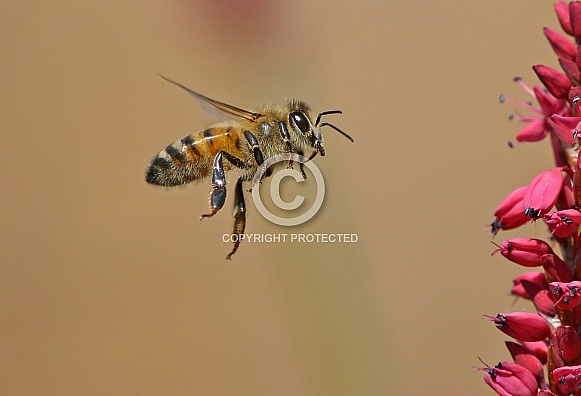 Honey Bee