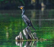 Male double crested cormorant - Phalacrocorax auritus - perched on cypress tree stump
