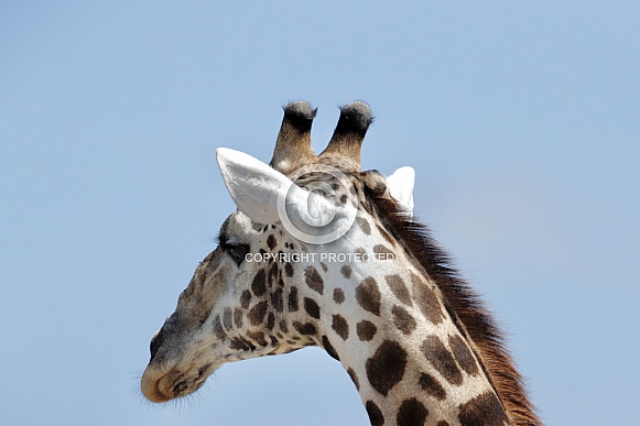 Giraffe Giraffe