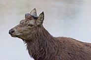 Red deer