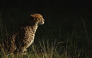Cheetah