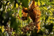 Sumatran orangutan in the nature habitat