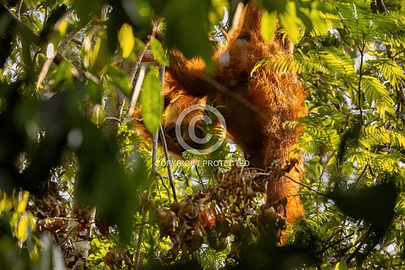 Sumatran orangutan in the nature habitat