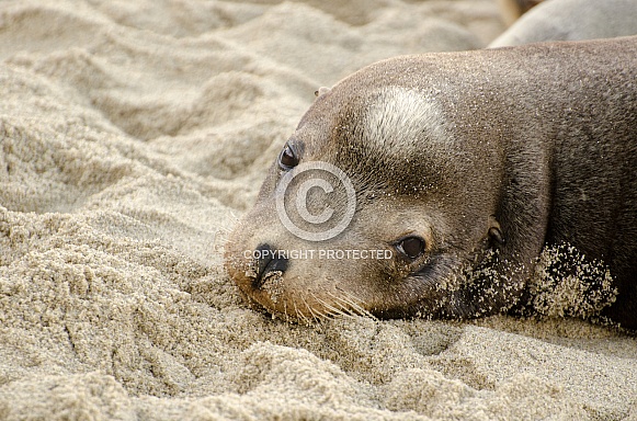 California Seal lion California Seal lion
