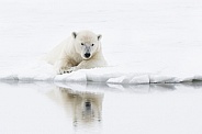 Polar Bear
