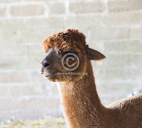 Alpaca