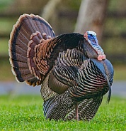 Big wild, Tom turkey strutting in breeding season.