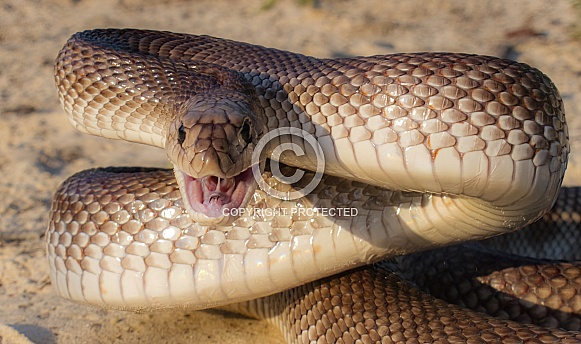 Wild Florida Pine Snake - Pituophis melanoleucus mugitus - is a nonvenomous reptile in the family Colubridae. Defensive posture head up while hissing with mouth open, epiglottis visible Wild Florida Pine Snake - Pituophis melanoleucus mugitus - is a nonvenomous reptile in the family Colubridae. Defensive posture head up while hissing with mouth open, epiglottis visible