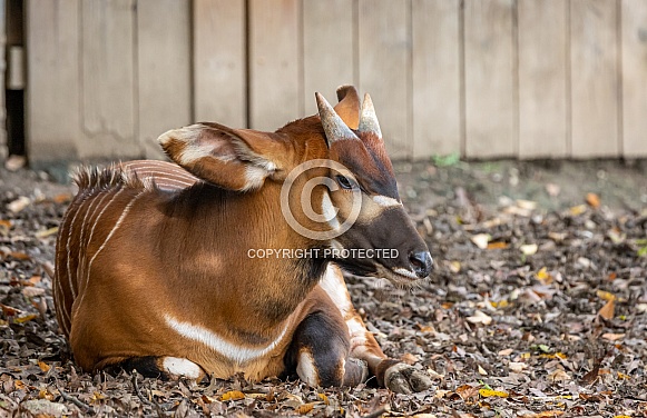 Bongo Antelope