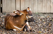 Bongo Antelope