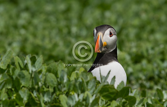 Puffin the birds from the arctic.