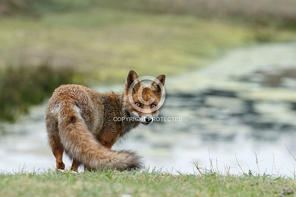 Red foxes