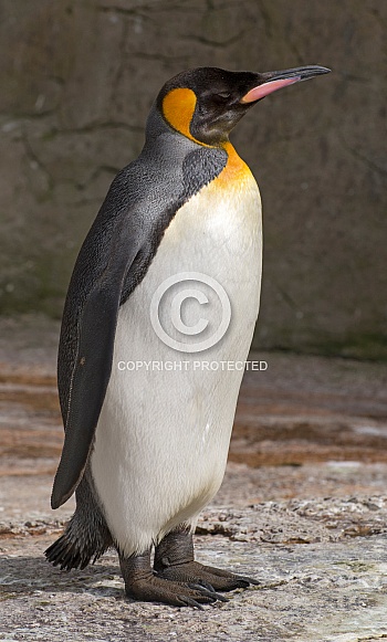 King Emperor Penguin King Emperor Penguin