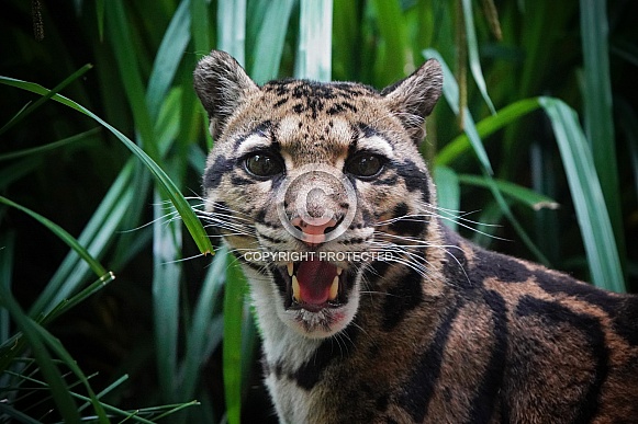 Clouded Leopard Clouded Leopard