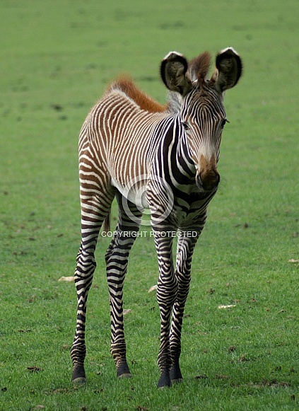 Zebra Foal