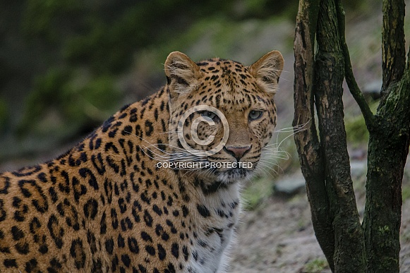 Leopard