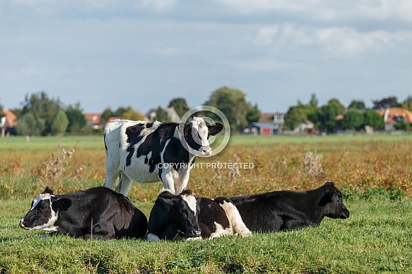 Dutch Cow and Cows