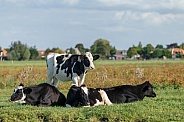 Dutch Cow and Cows