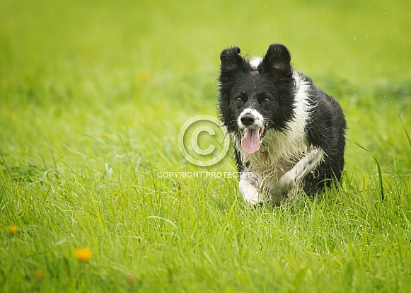 Border Collie at Speed