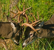 White tail deer