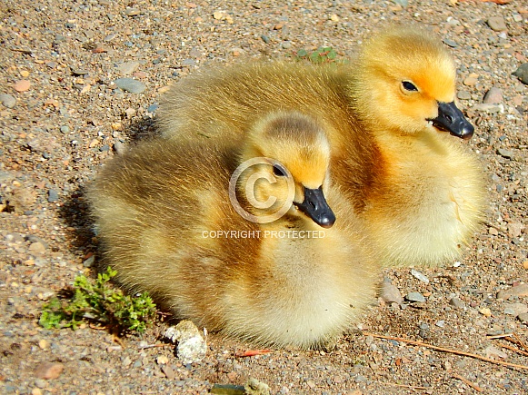 Gosling