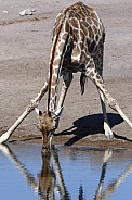 Giraffe drinking at a waterhole - Namibia