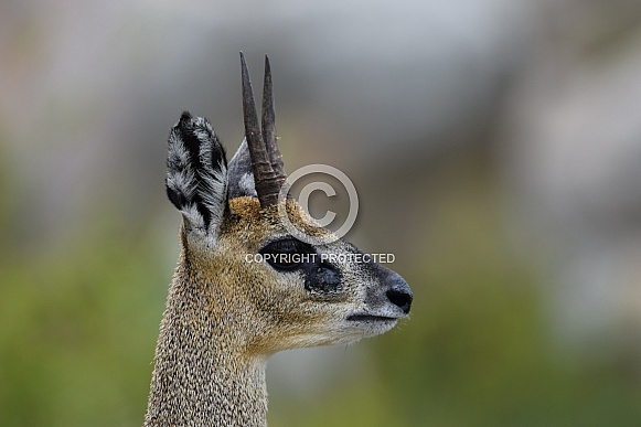 Klipspringer