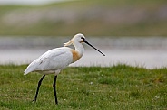 The Eurasian spoonbill