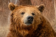 Brown Bear