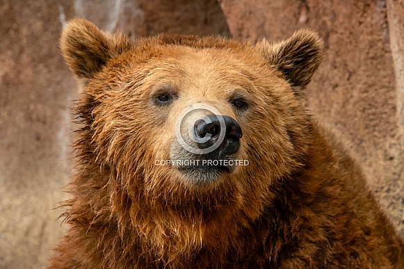 Brown Bear
